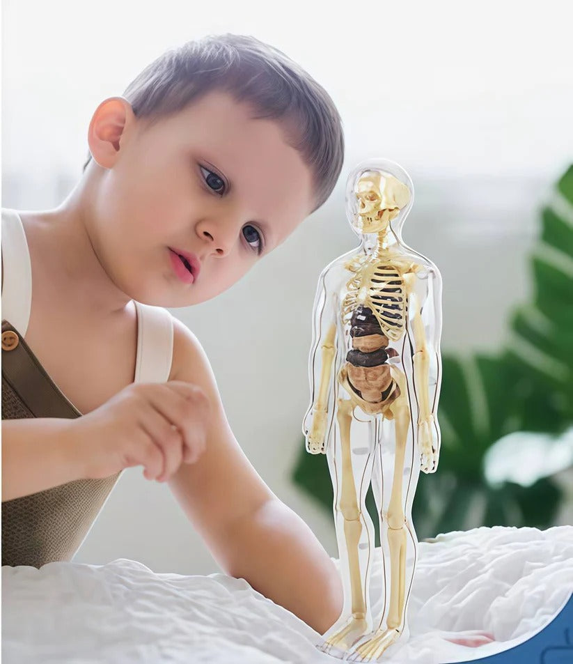 Human Body Assembly Toy